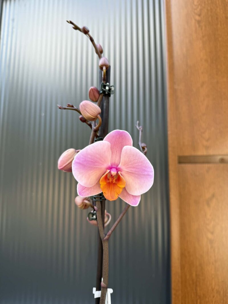 Phalaenopsis Orange Cat | Storczyk przekwitnięty