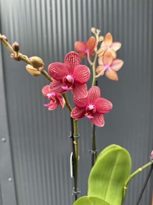 Phalaenopsis Reyoung Miley | storczyk przekwitnięty