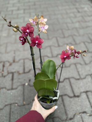 Phalaenopsis Reyoung Miley | storczyk przekwitnięty