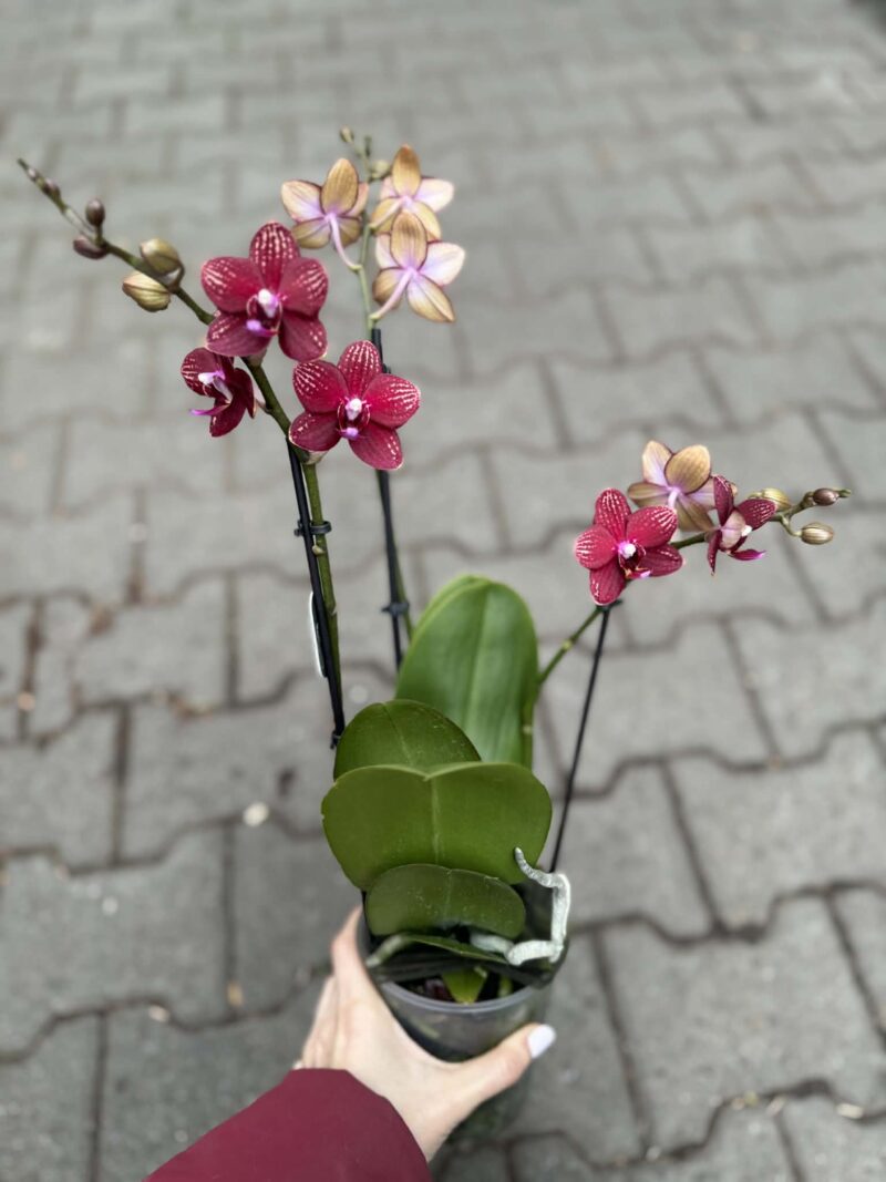 Phalaenopsis Reyoung Miley | storczyk przekwitnięty