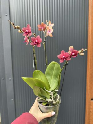 Phalaenopsis Reyoung Miley | storczyk przekwitnięty