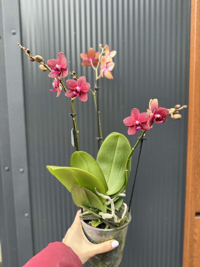 Phalaenopsis Reyoung Miley | storczyk przekwitnięty