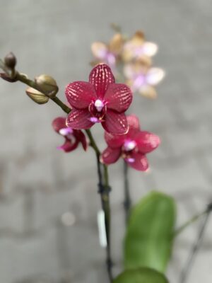 Phalaenopsis Reyoung Miley | storczyk przekwitnięty