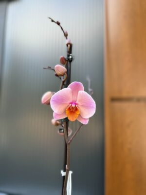 Phalaenopsis Orange Cat | Storczyk przekwitnięty