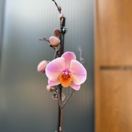 Phalaenopsis Orange Cat | Storczyk przekwitnięty