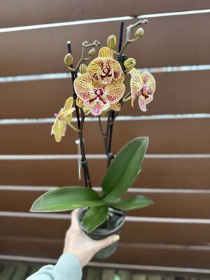 Phalaenopsis Peach big lip | Storczyk przekwitnięty
