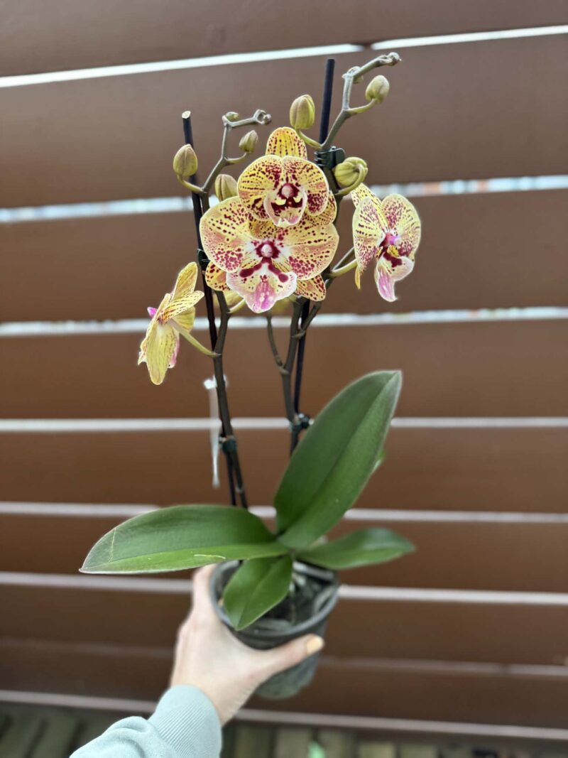 Phalaenopsis Peach big lip | Storczyk przekwitnięty