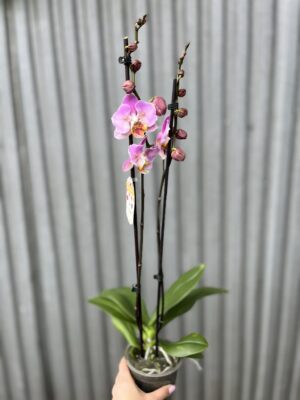 Phalaenopsis Cadillac Peloric | Storczyk przekwitający