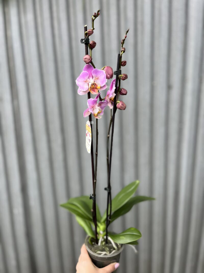 Phalaenopsis Cadillac Peloric | Storczyk przekwitający