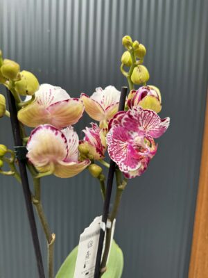 phalaenopsis ox madonna | Storczyk