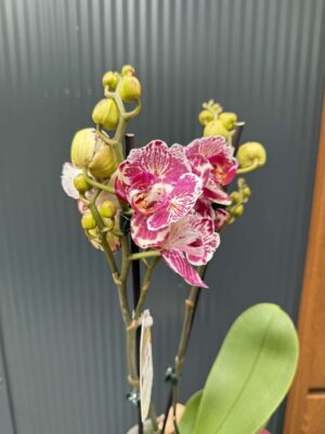 phalaenopsis ox madonna | Storczyk