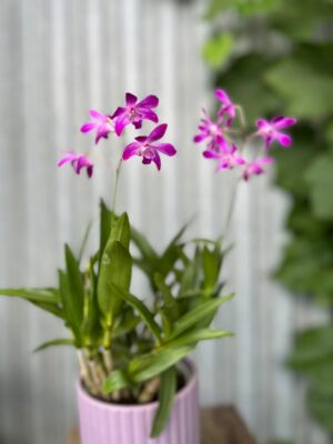 Dendrobium ‘Berry Oda’ | Storczyk