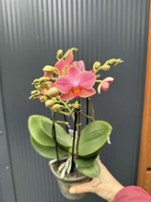 Phalaenopsis Boquetto Charme | Storczyk
