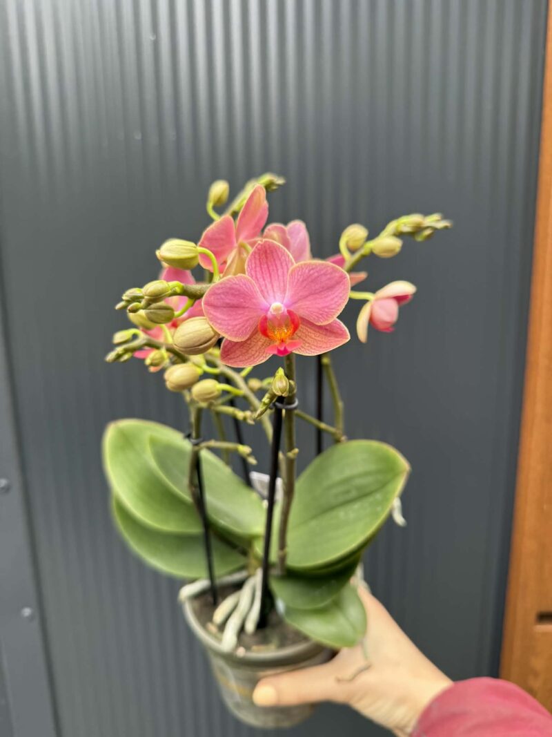 Phalaenopsis Boquetto Charme | Storczyk