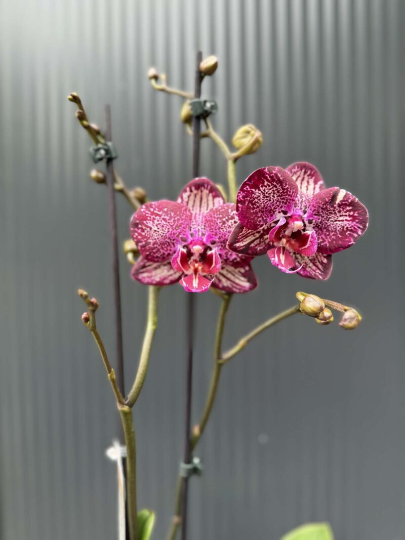 Phalaenopsis PH 404 | Storczyk przekwitający