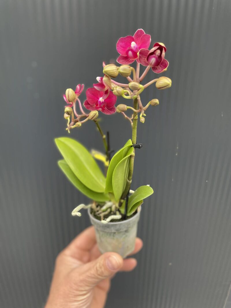 Phalaenopsis ‘Lola’ | Storczyk