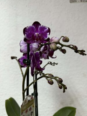 phalaenopsis ming yuan rainbow | Storczyk