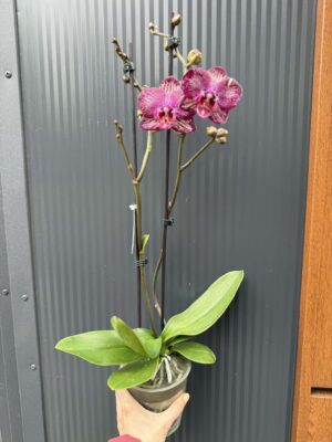 Phalaenopsis PH 404 | Storczyk przekwitający