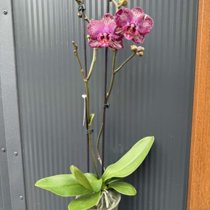 Phalaenopsis PH 404 | Storczyk przekwitający