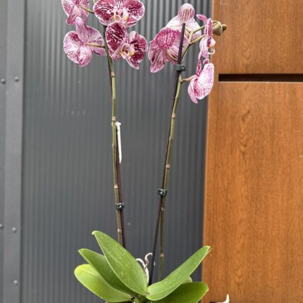 phalaenopsis chocolate | Storczyk przekwitnięty