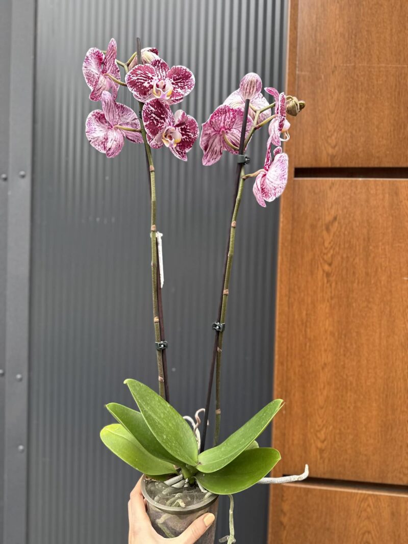 phalaenopsis chocolate | Storczyk przekwitnięty