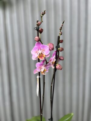 Phalaenopsis Cadillac Peloric | Storczyk przekwitający