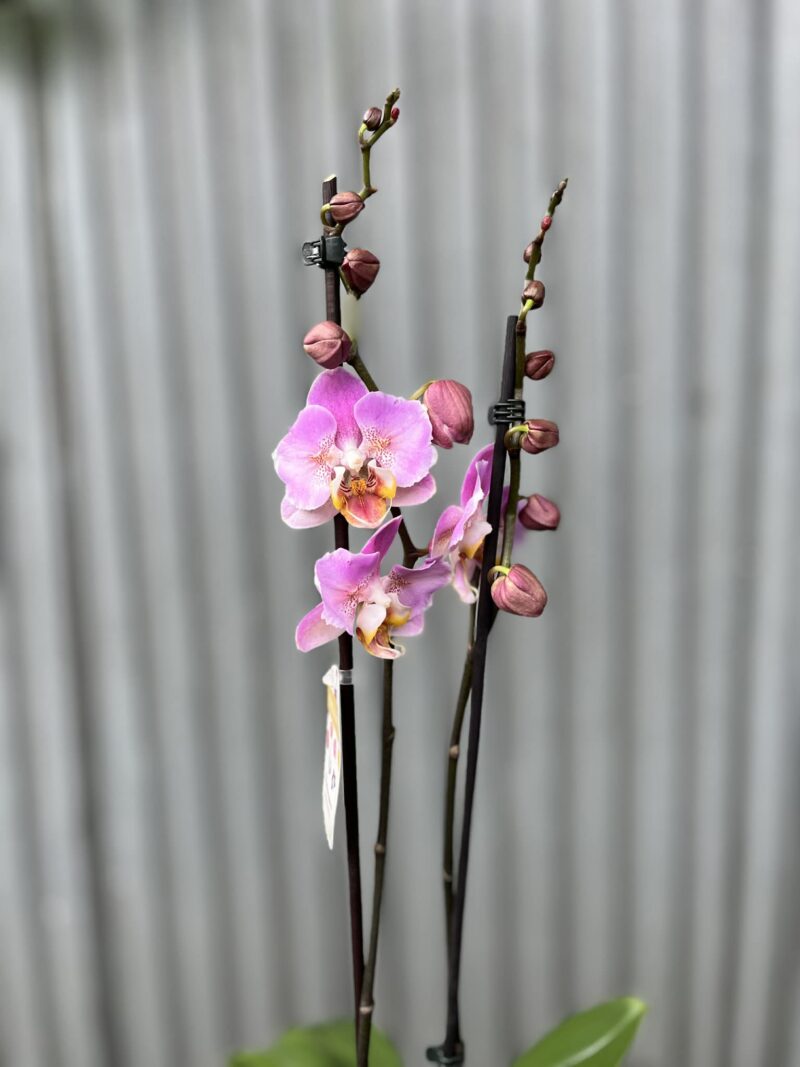 Phalaenopsis Cadillac Peloric | Storczyk przekwitający
