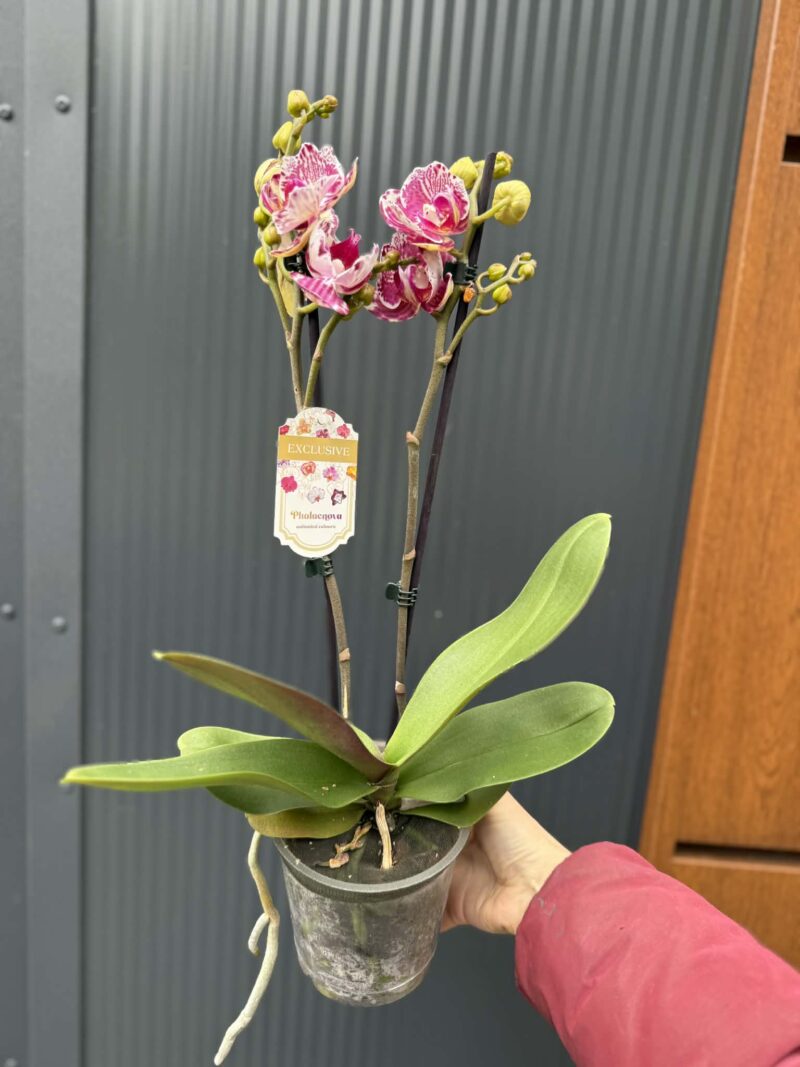 phalaenopsis ox madonna | Storczyk