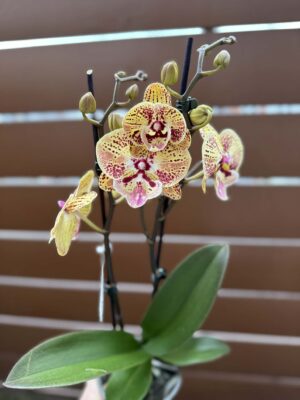 Phalaenopsis Peach big lip | Storczyk przekwitnięty