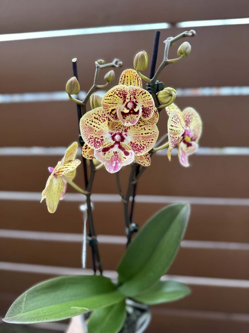 Phalaenopsis Peach big lip | Storczyk przekwitnięty