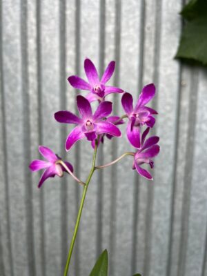 Dendrobium ‘Berry Oda’ | Storczyk