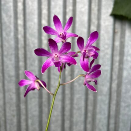 Dendrobium ‘Berry Oda’ | Storczyk