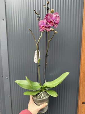 Phalaenopsis PH 404 | Storczyk przekwitający