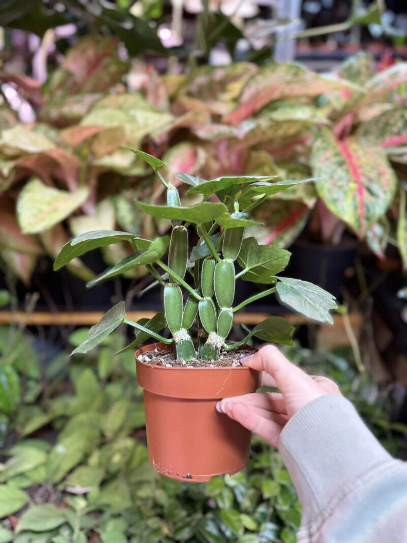 Cissus quadrangularis