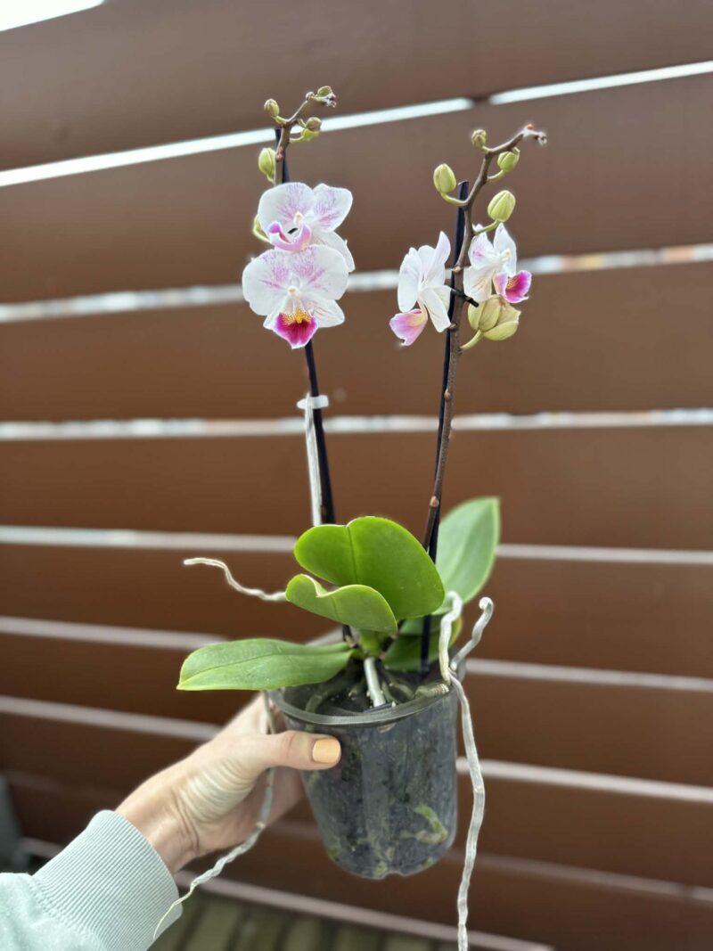 Phalaenopsis Limited 20 | Storczyk przekwitnięty