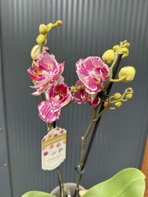 phalaenopsis ox madonna | Storczyk