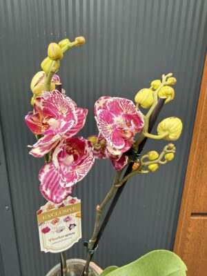 phalaenopsis ox madonna | Storczyk