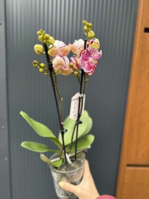 phalaenopsis ox madonna | Storczyk