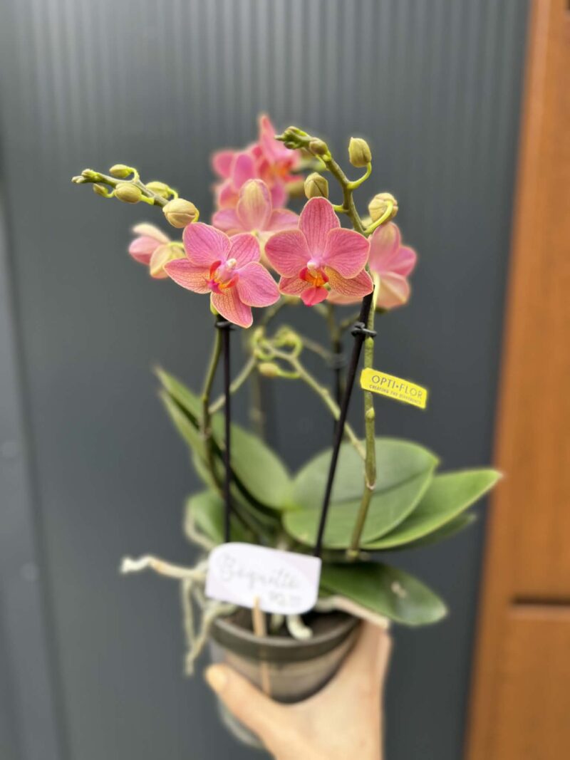 Phalaenopsis Boquetto Charme | Storczyk
