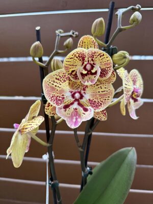 Phalaenopsis Peach big lip | Storczyk przekwitnięty