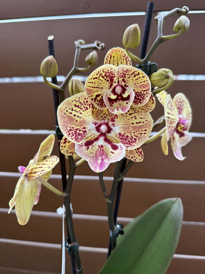 Phalaenopsis Peach big lip | Storczyk przekwitnięty