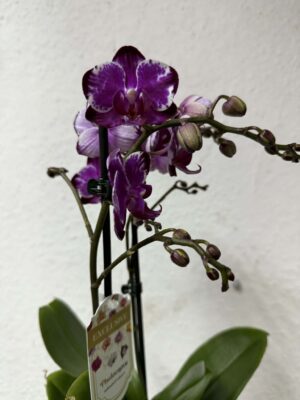 phalaenopsis ming yuan rainbow | Storczyk