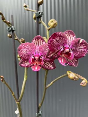 Phalaenopsis PH 404 | Storczyk przekwitający
