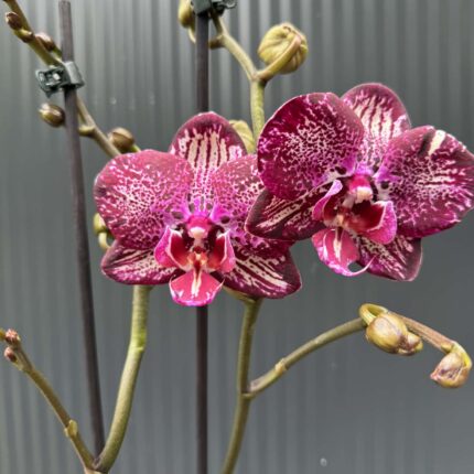 Phalaenopsis PH 404 | Storczyk przekwitający