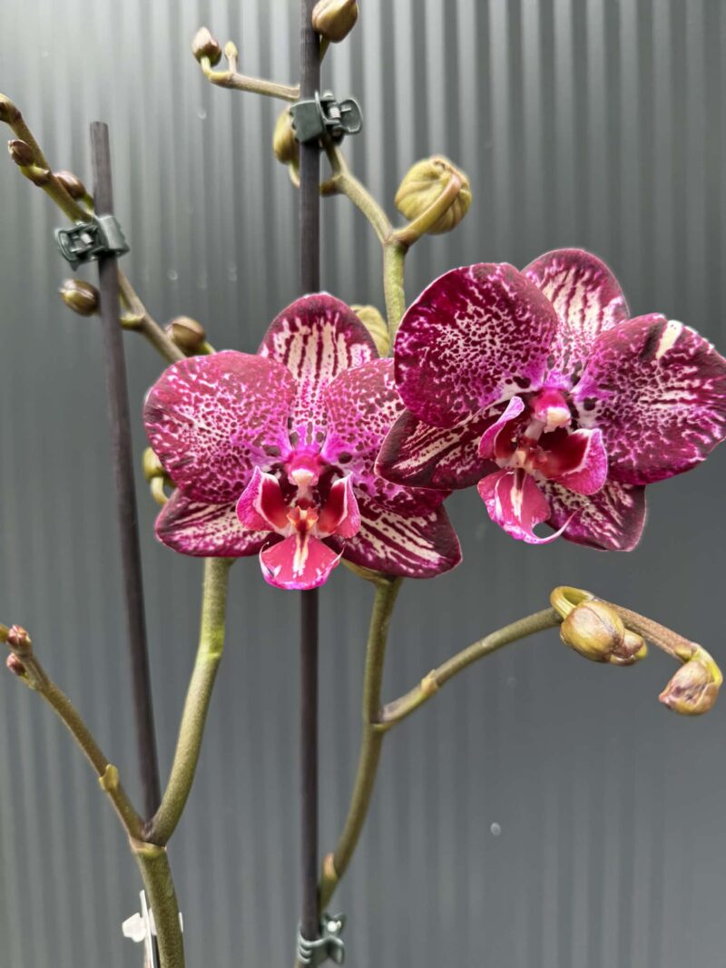 Phalaenopsis PH 404 | Storczyk przekwitający Phalaenopsis PH 404 | Storczyk przekwitający