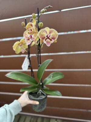 Phalaenopsis Peach big lip | Storczyk przekwitnięty