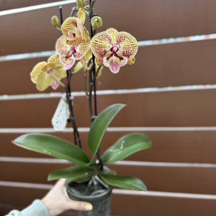 Phalaenopsis Peach big lip | Storczyk przekwitnięty