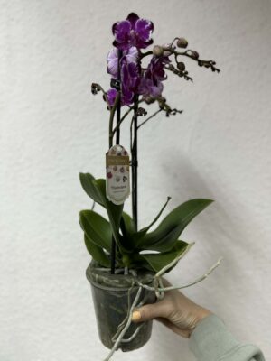 phalaenopsis ming yuan rainbow | Storczyk