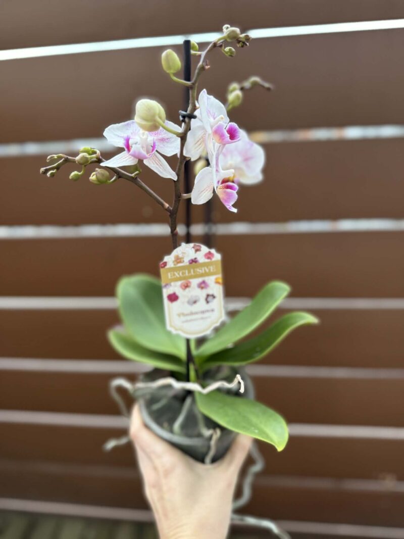 Phalaenopsis Limited 20 | Storczyk przekwitnięty