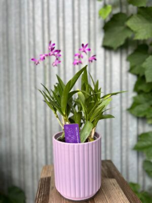 Dendrobium ‘Berry Oda’ | Storczyk
